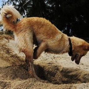 DigDog安全产品